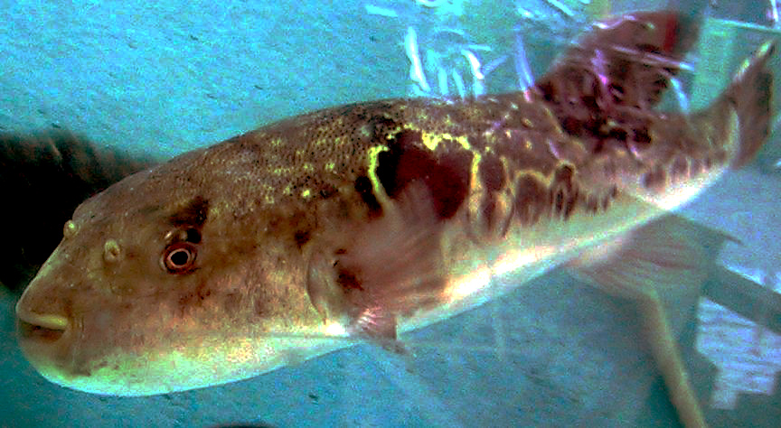 Fugu in Tank