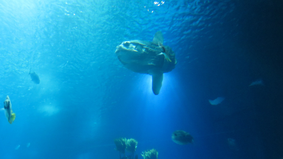 Mola mola (bassin) 960x540