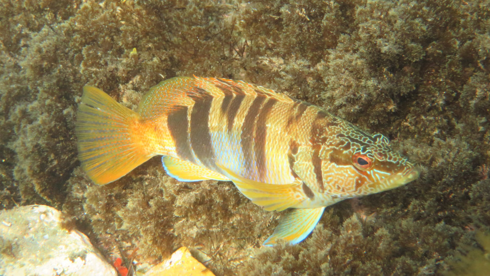 Serranus_scriba_05_960x540