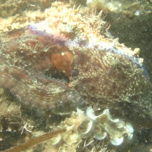 Octopus_vulgaris_05_300x300